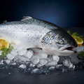 Fresh Atlantic Salmon on ice